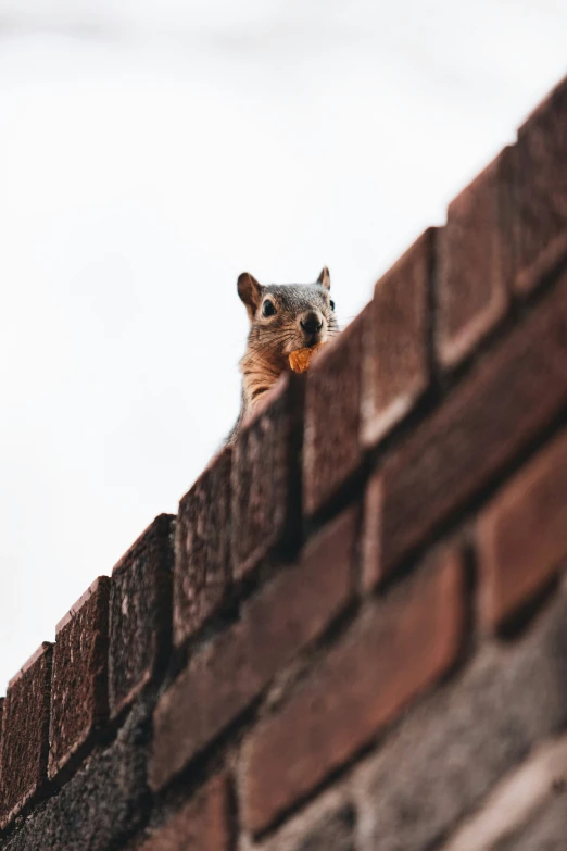 the squirrel is standing on top of a brick wall