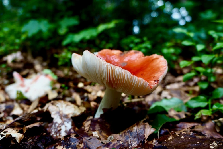 a mushroom sitting on the ground near leaves