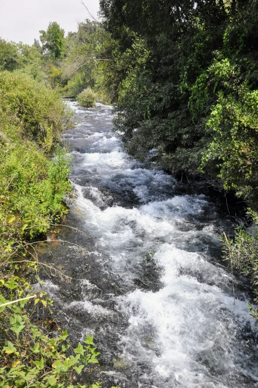 water flowing down river next to small forest