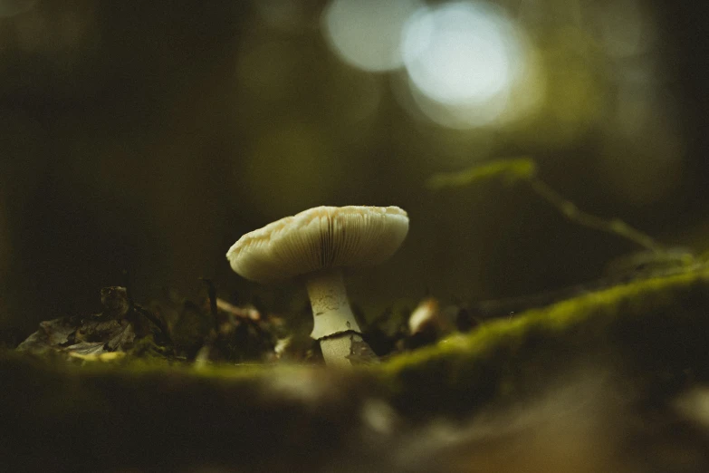 a mushroom sitting on the side of a green mossy forest