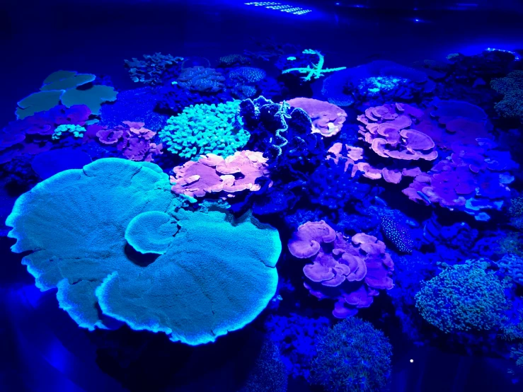 bright blue and purple flowers lit up the underwater