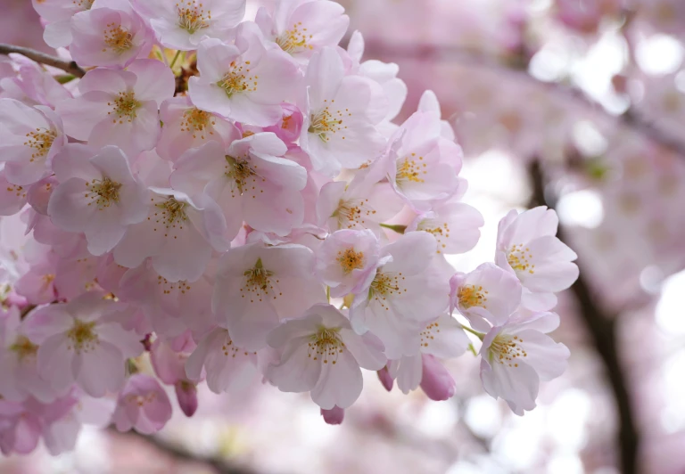 pink flowers and leaves on a nch of tree