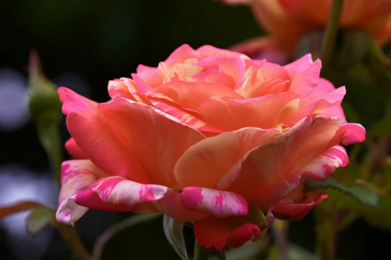 a bunch of pretty flowers with lots of petals