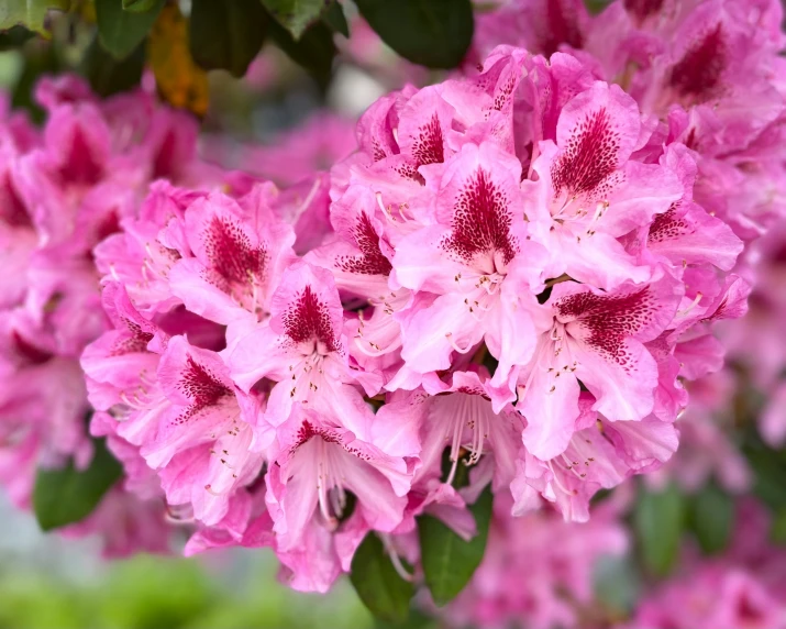 a cluster of flowers on a bush with pink blooms