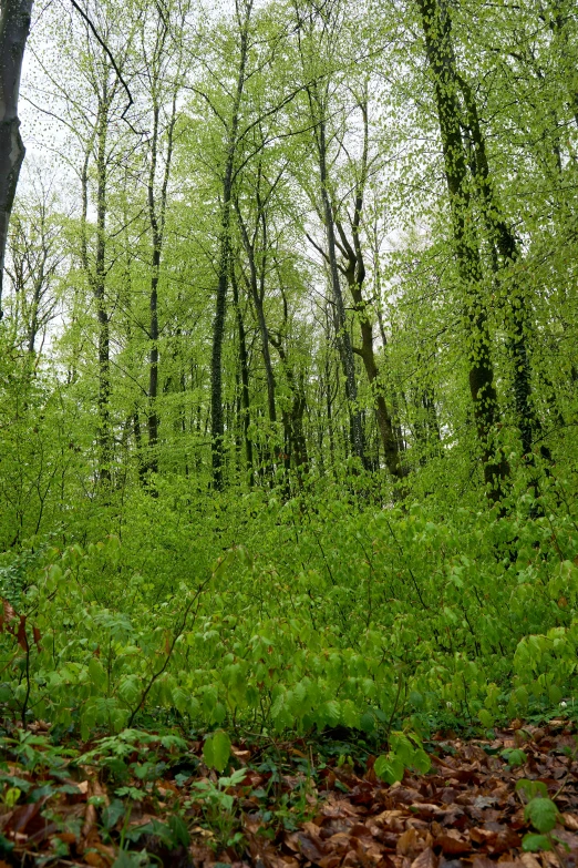 a green forest with some trees and leaves