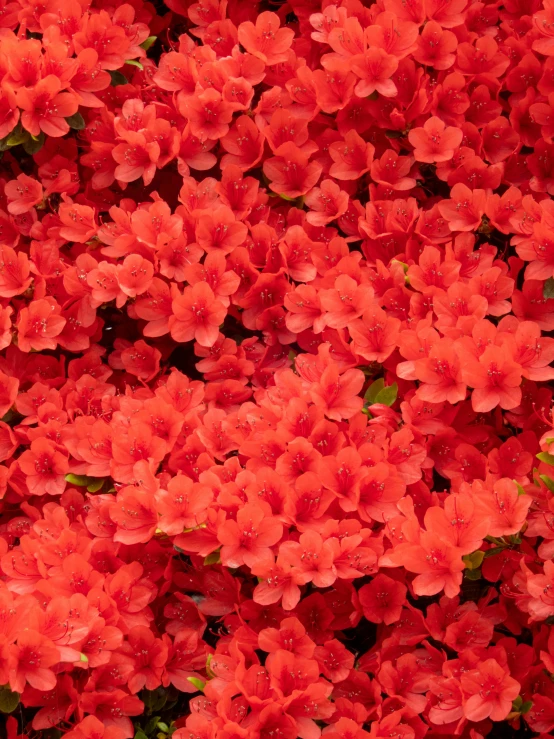 some flowers that are red with green leaves