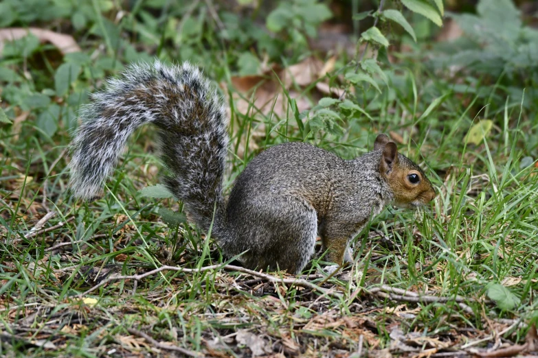 a squirrel is standing in the grass with its paws on his chin