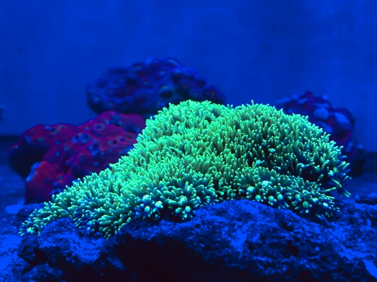 a large green sea anemone sitting on a rock