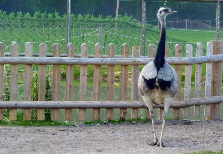 an ostrich standing in front of a fence