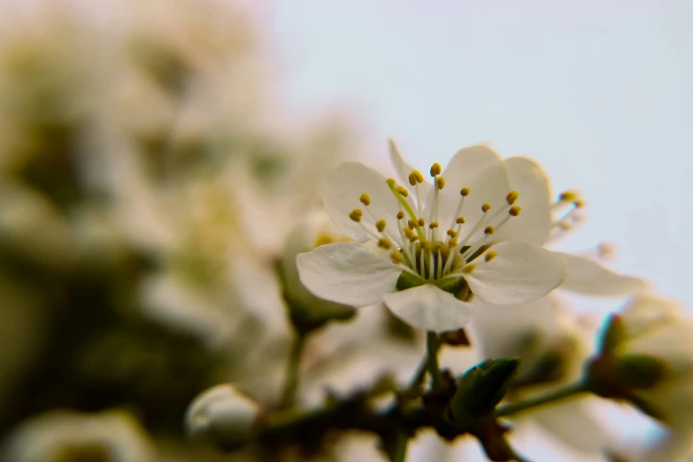 a close up of white flowers on a tree