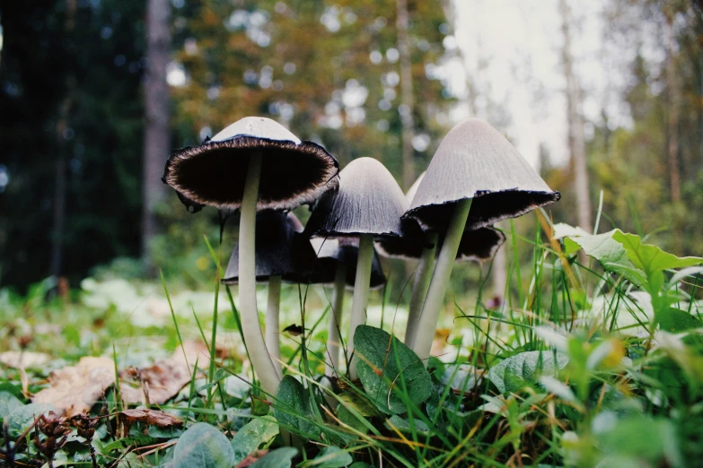 three mushrooms growing on a forest floor near the woods