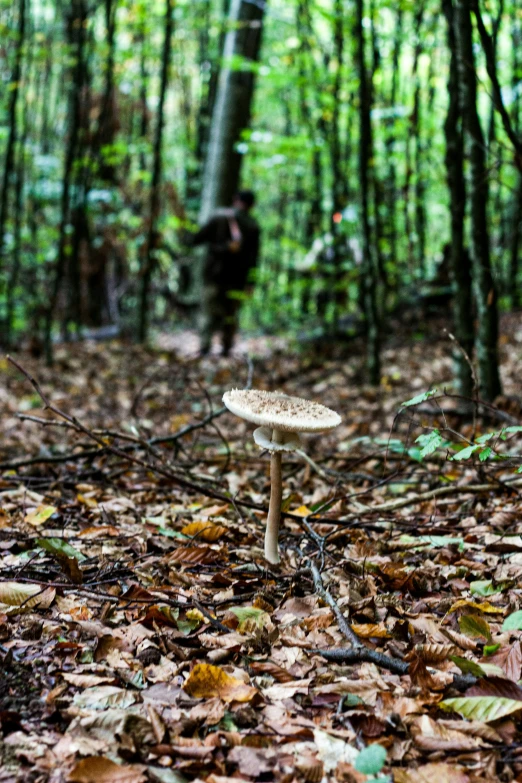 two people walking through the woods with a mushroom on the ground