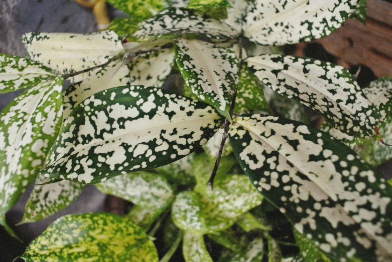 closeup of the white and green leaves of a houseplant