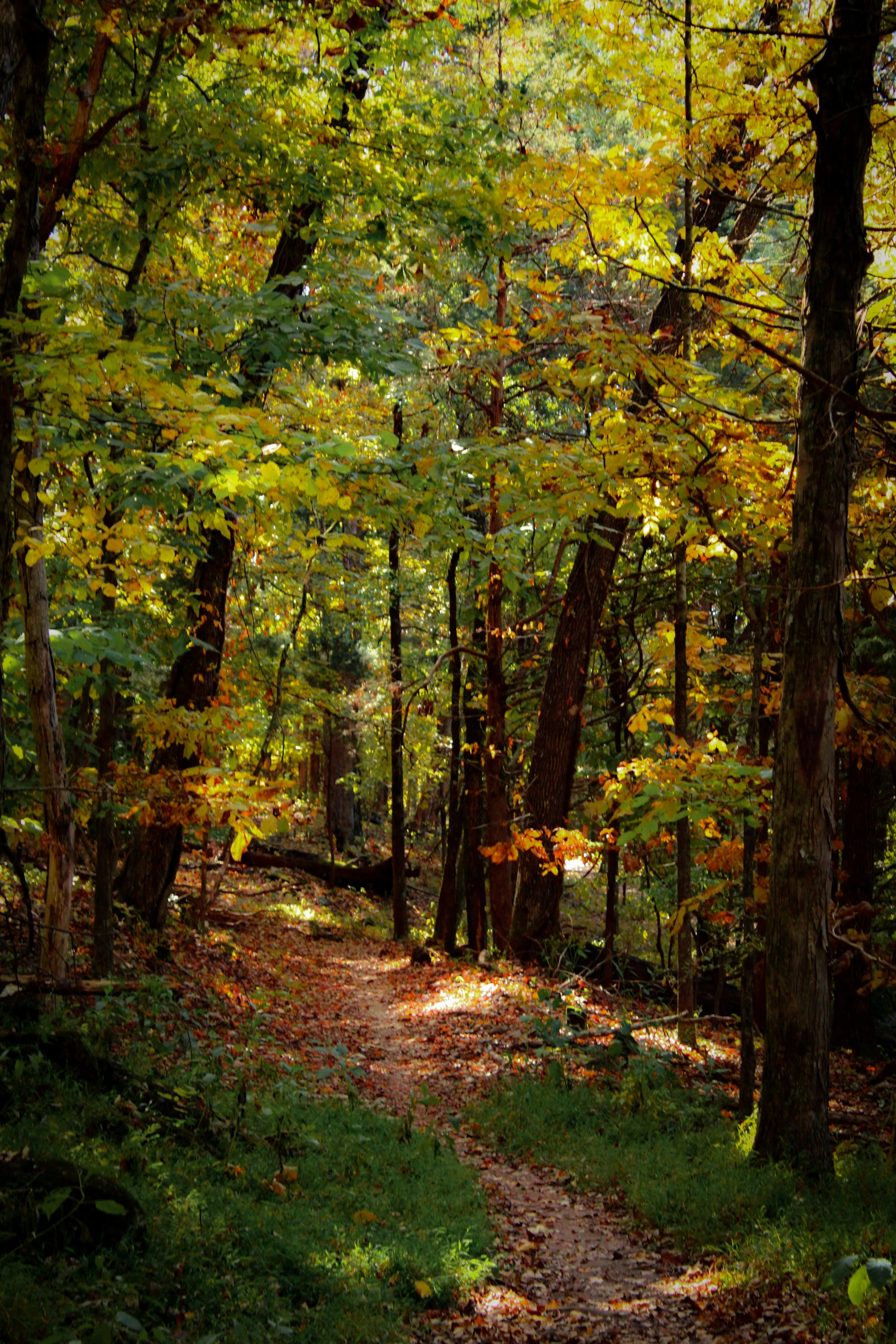 a trail through the woods near some trees