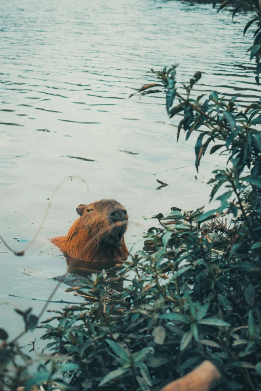 a po of a beaver floating in a river with water