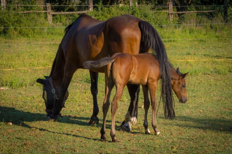 two large horses are grazing in the pasture