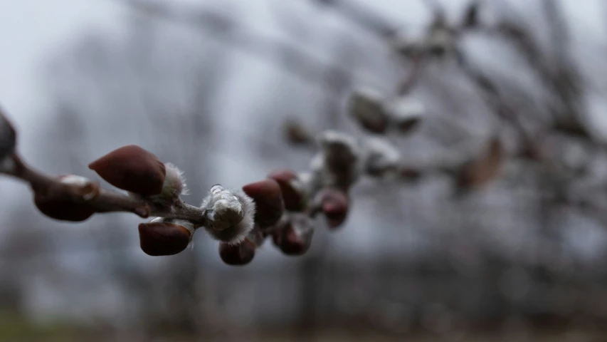 a po taken from underneath of buds in winter