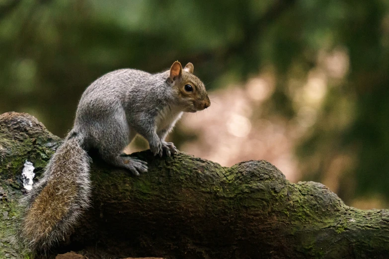 a squirrel sitting on a nch near some moss