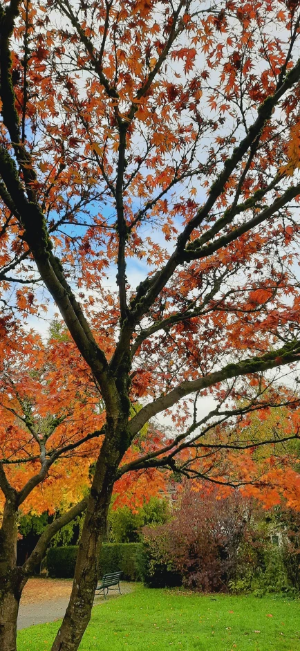 a tree in fall with orange and yellow leaves