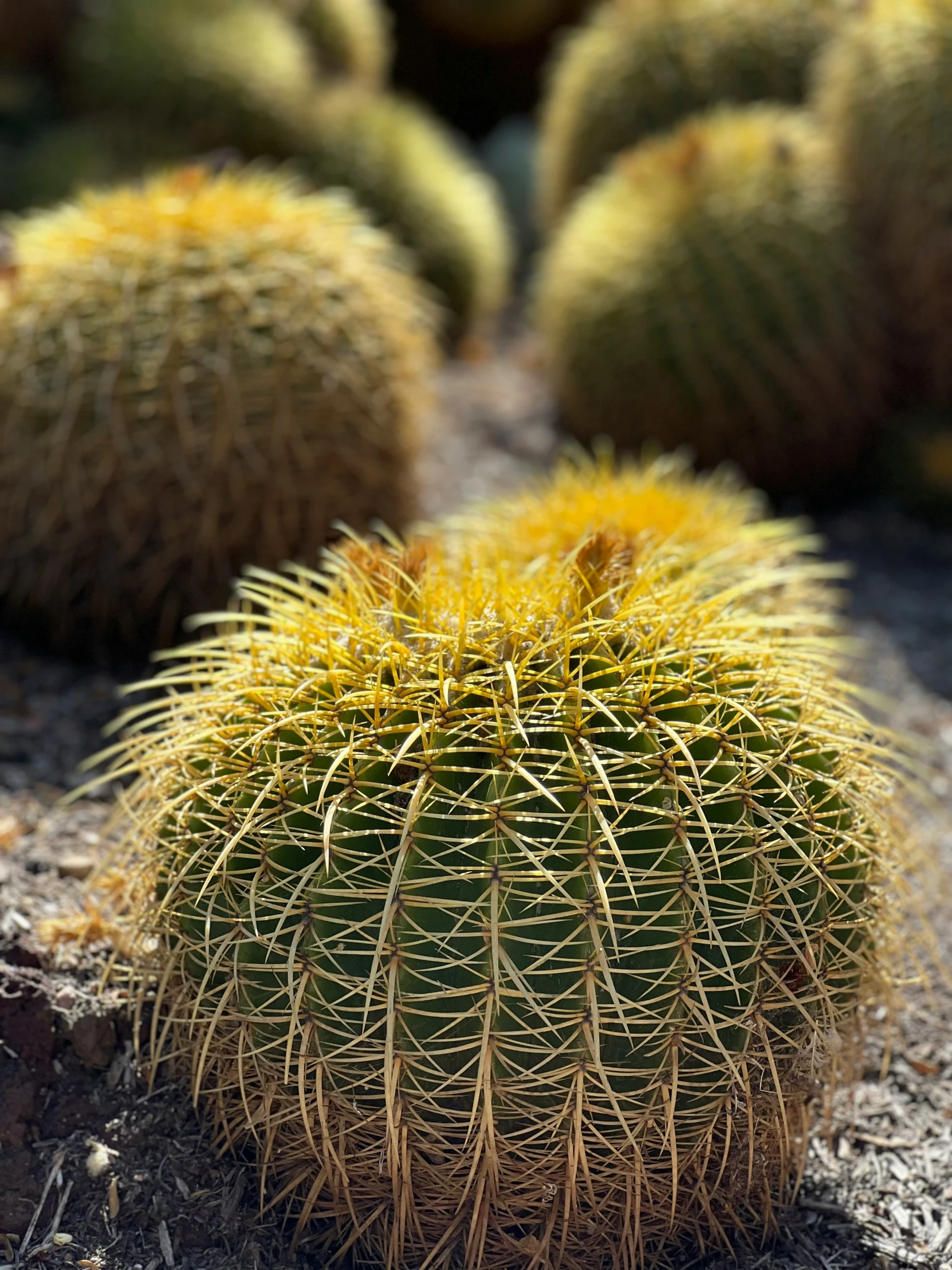 a group of large cactus plants sitting on top of a cement ground