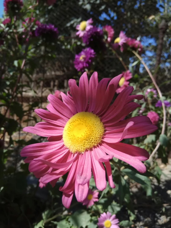 a pink flower is shown in the sun