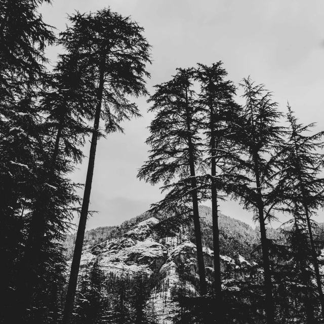 black and white po of tall evergreen trees