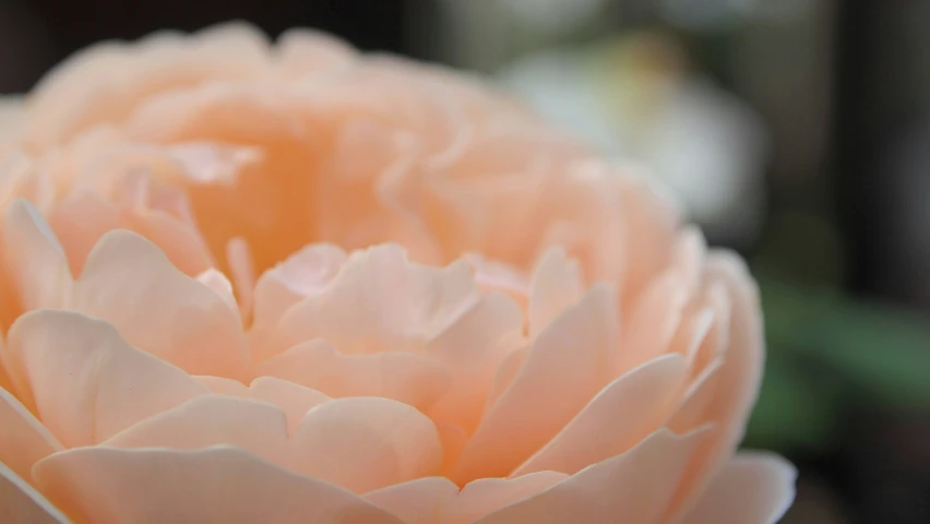 the large pink flower has very sharp petals