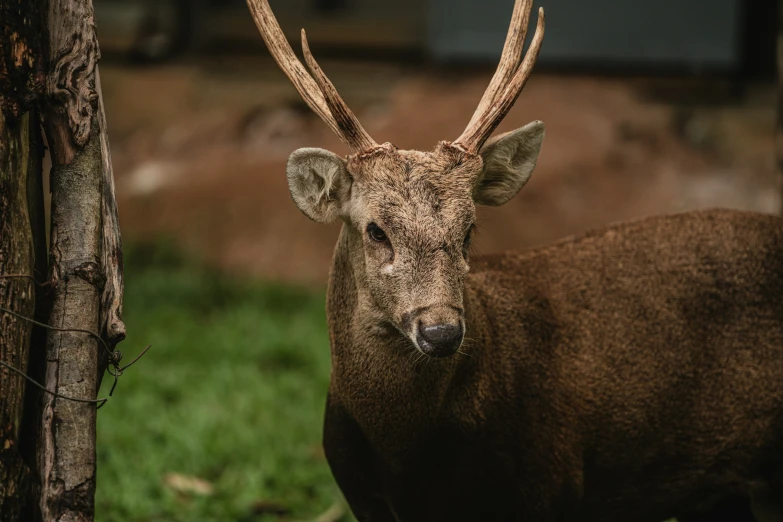 a deer standing behind a tree in a field