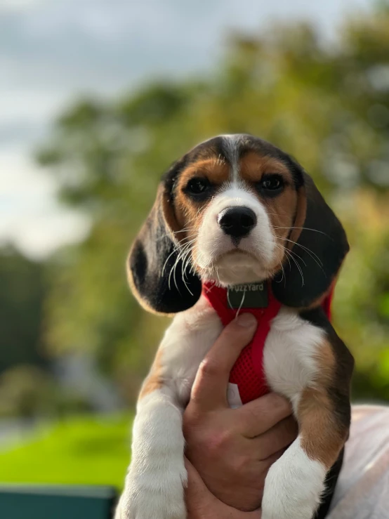 a small puppy wearing a red neck tie