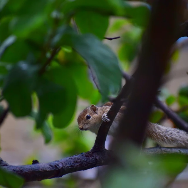 a small animal is perched on a nch