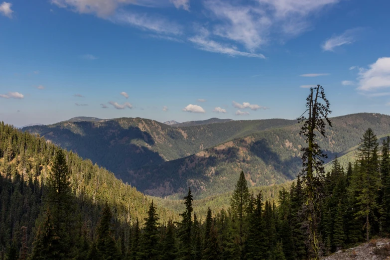 there is a scenic view of trees in the wilderness