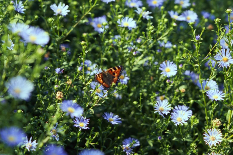 a erfly in the midst of blue flowers