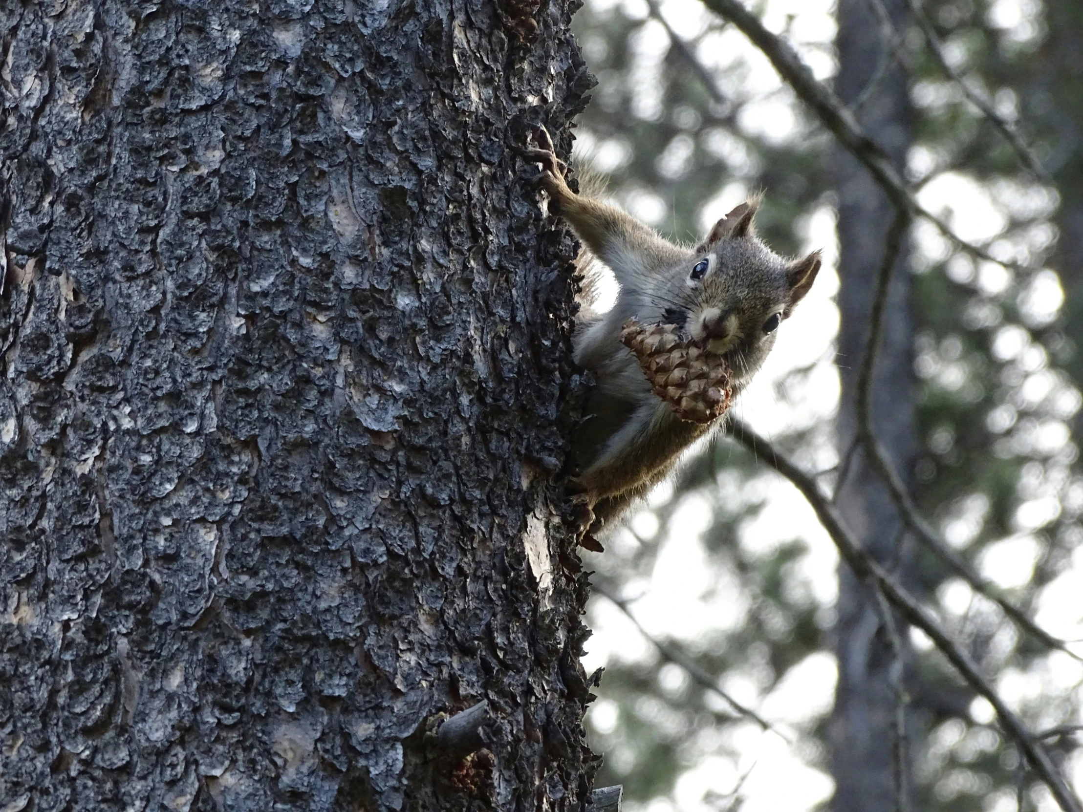 a squirrel peeking around from behind a tree