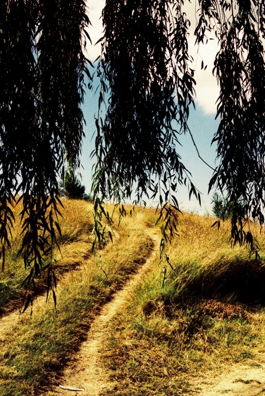 a horse grazing in the distance behind some leaves