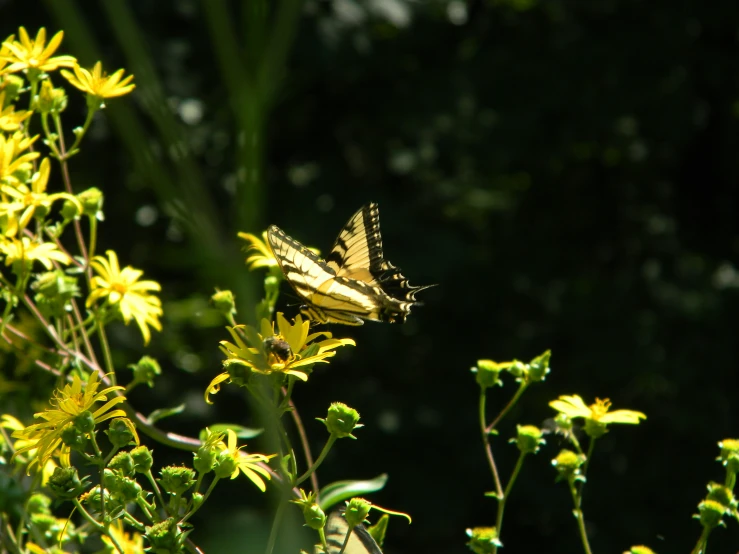 a large yellow and white erfly sitting on top of some yellow flowers