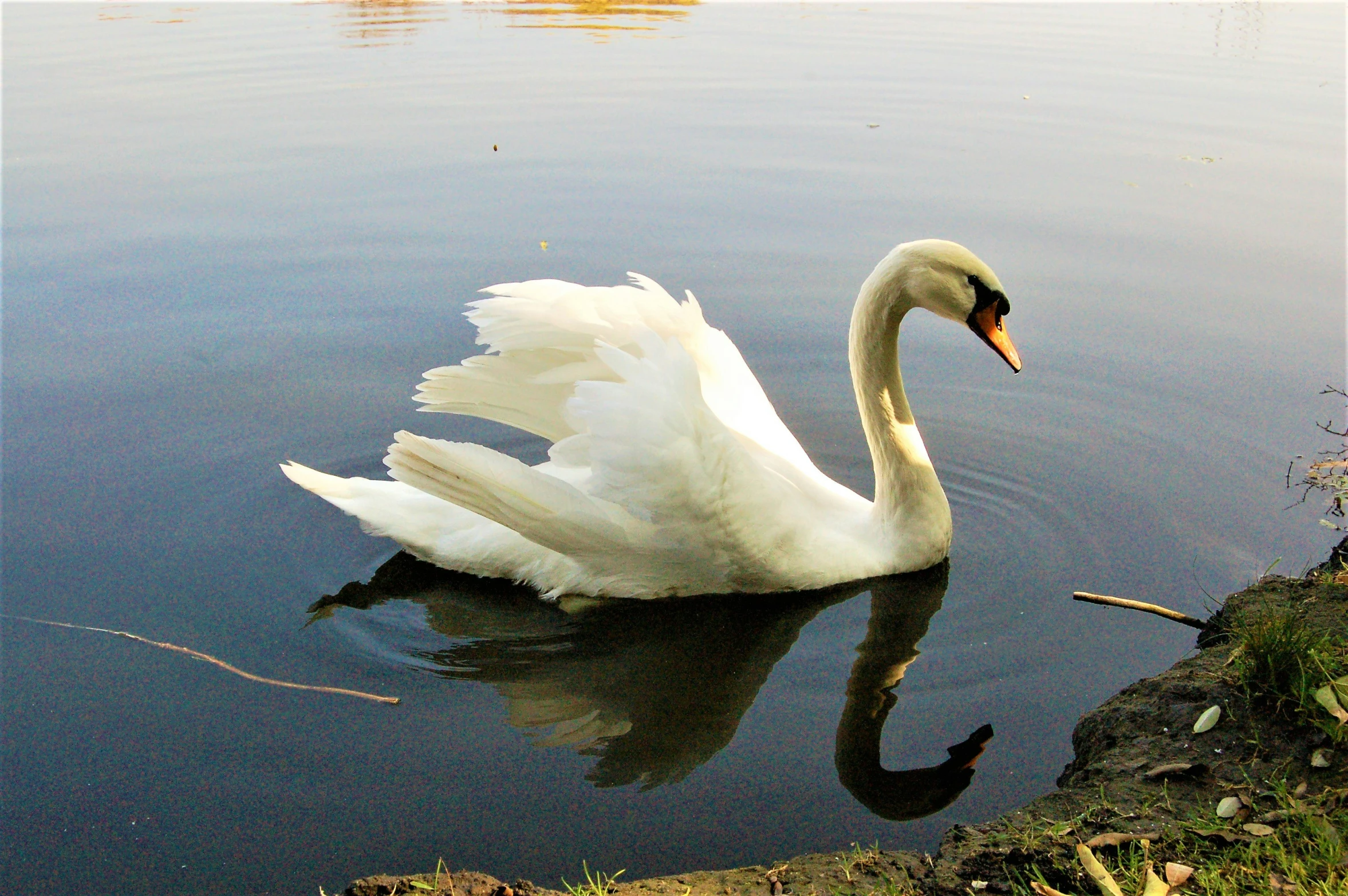 a white swan is swimming in the water