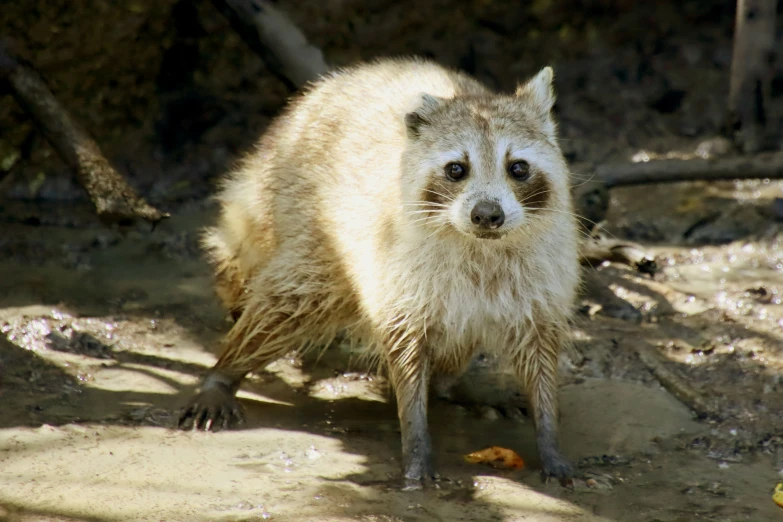 an animal is standing alone on the dirt