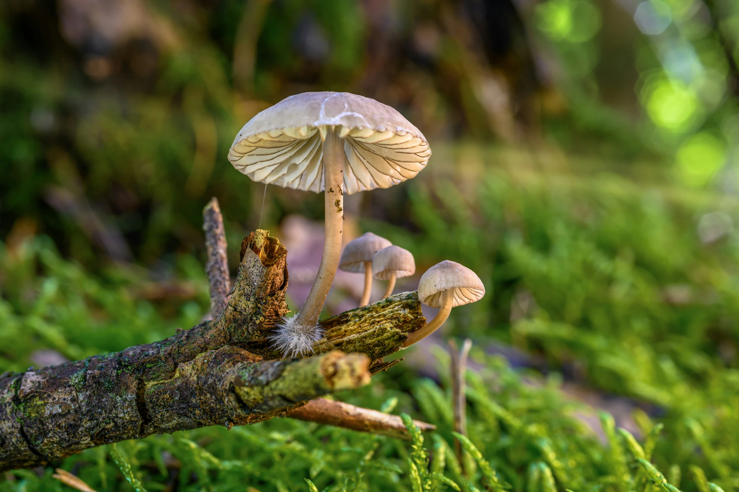 mushrooms on an unfurnished tree limb in the forest