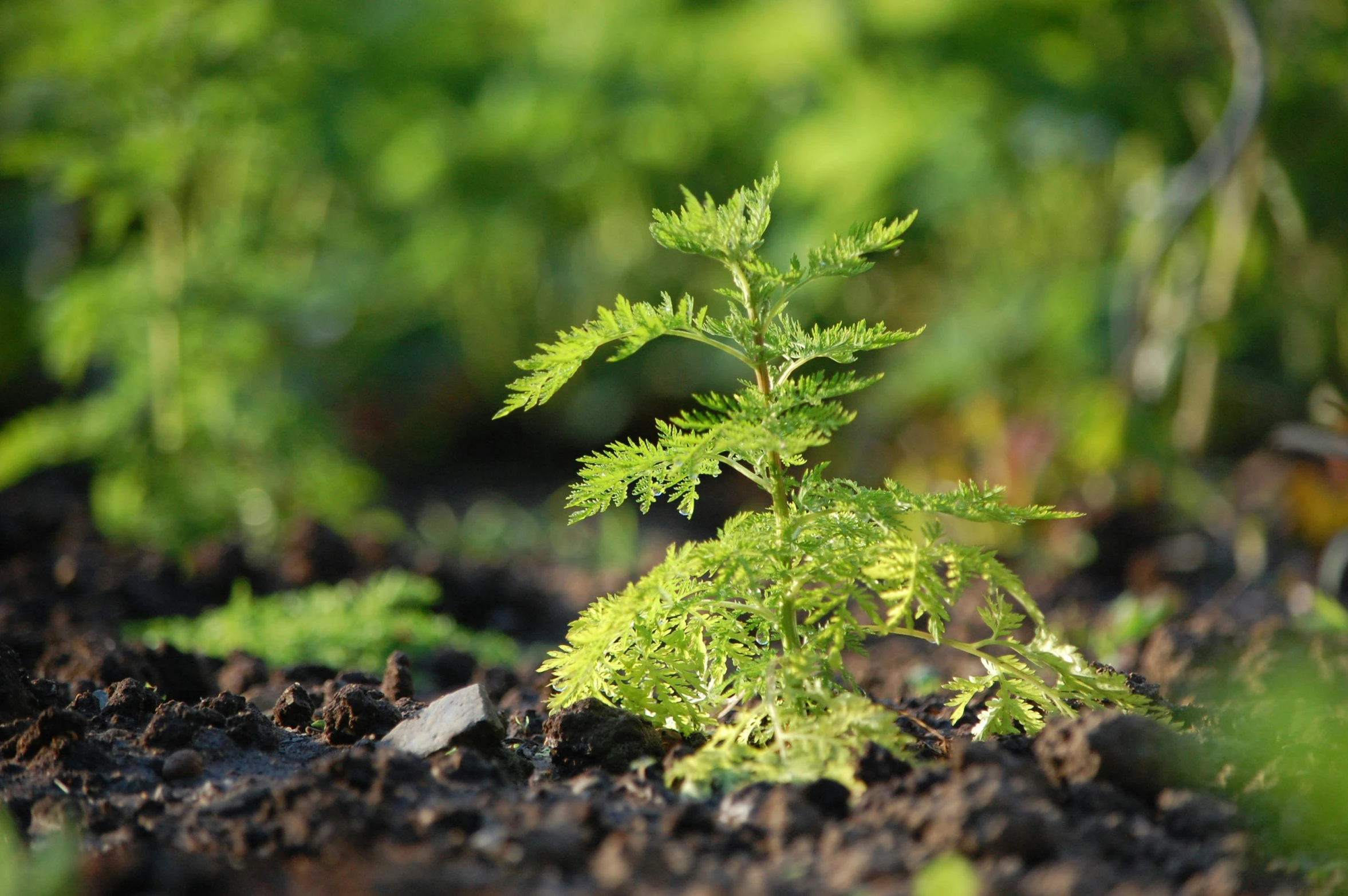 a green plant grows out of a patch of dirt