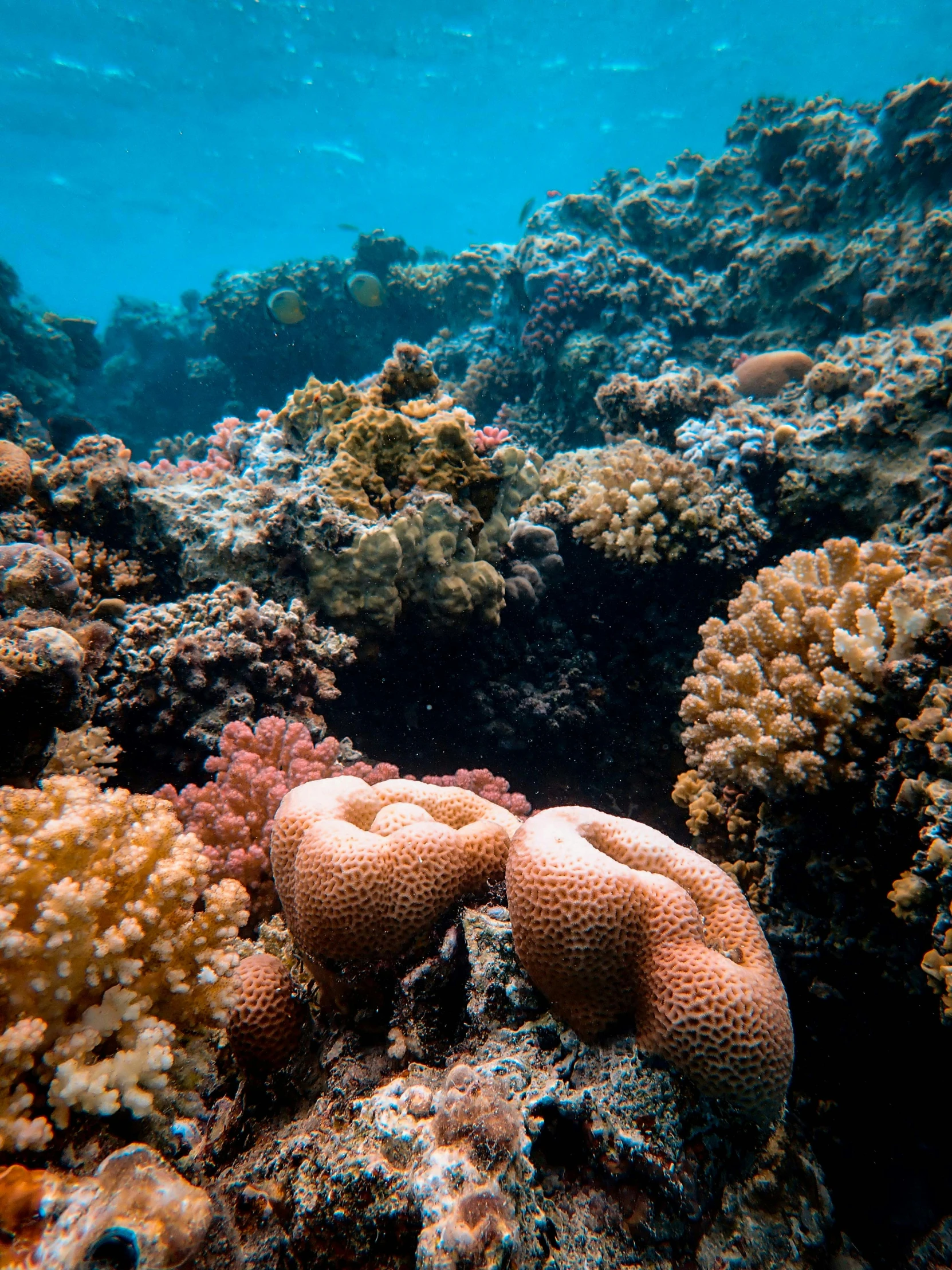 some kind of coral near the ocean floor