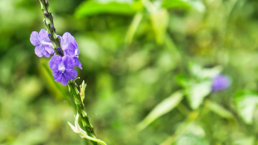 a large purple flower is pictured in this po