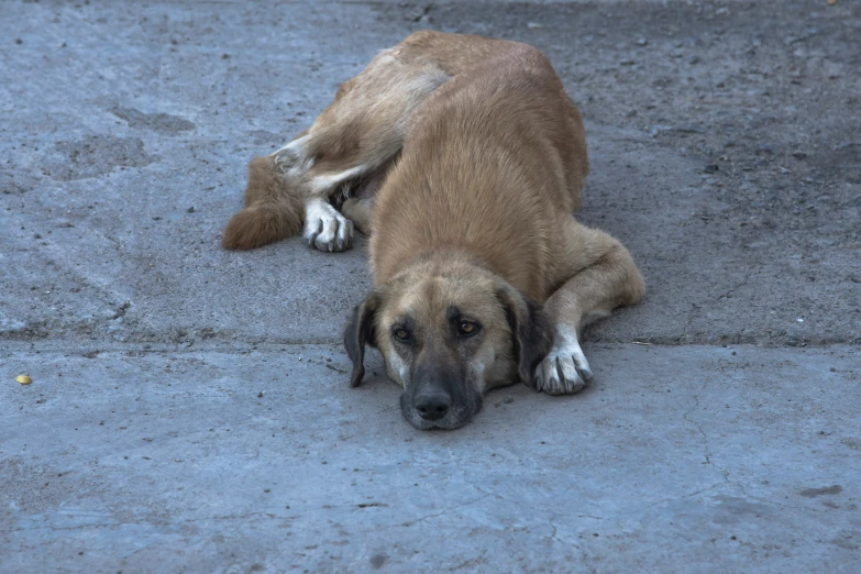 a brown dog laying down on the ground