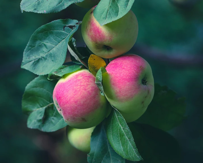 an apple tree has many green apples on it