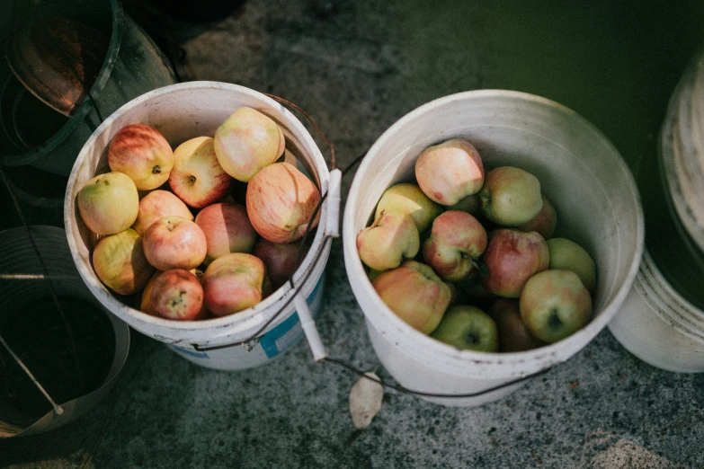 two buckets filled with green and yellow apples