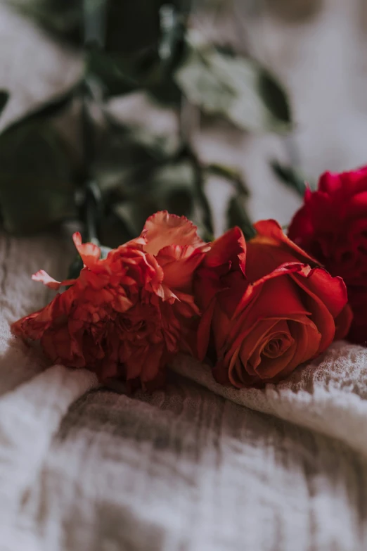two red roses sitting on top of a white cloth