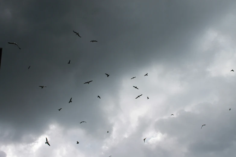 birds flying overhead in an overcast sky