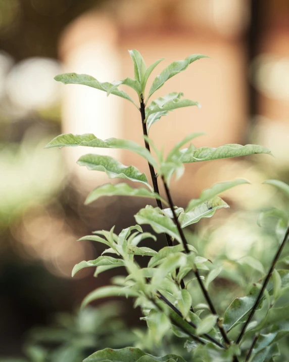 closeup view of green plant with building in background