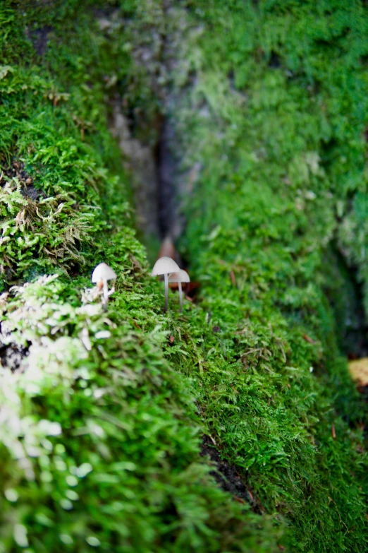 two small mushrooms are standing on the moss covered rock
