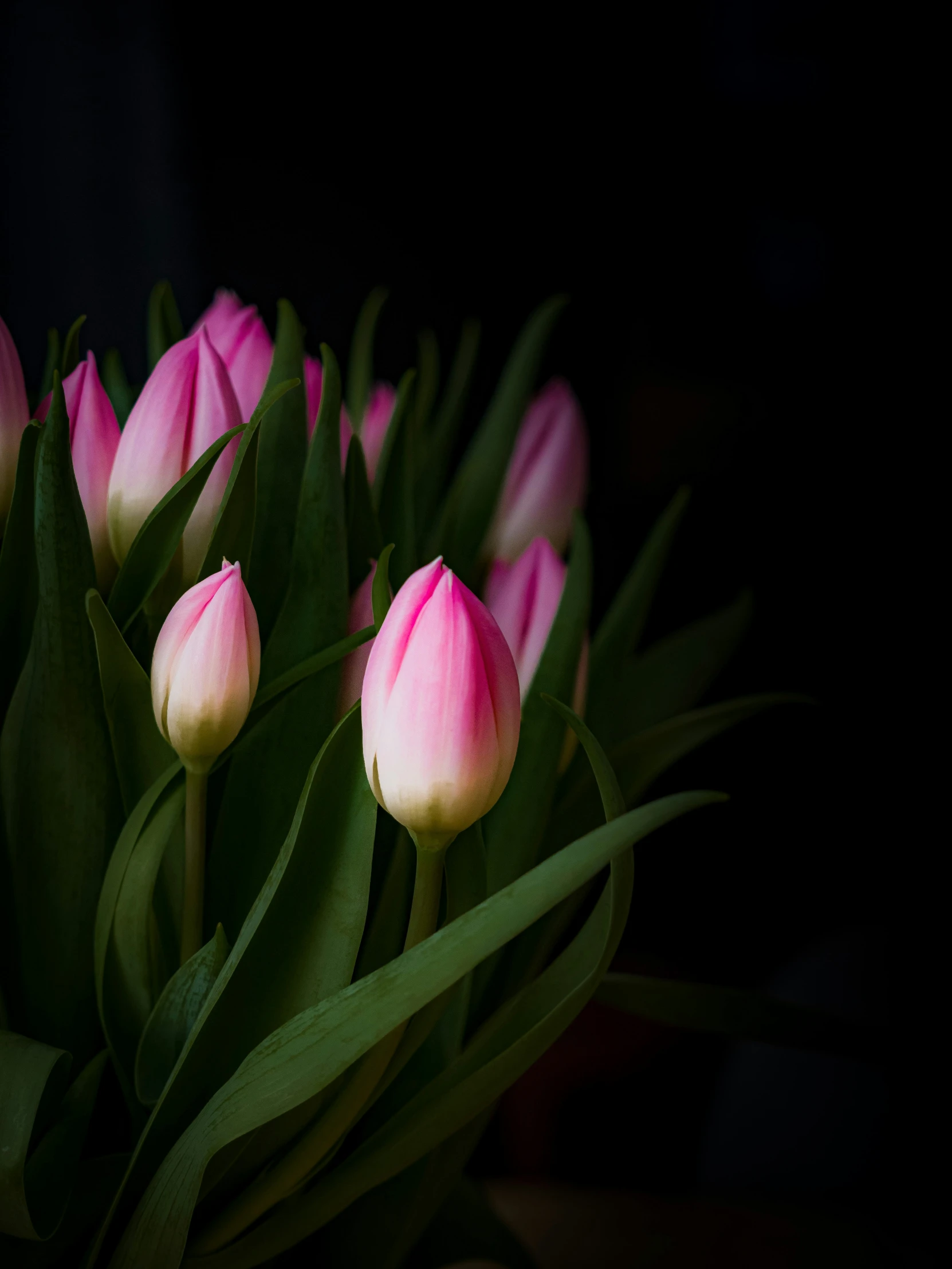 pink flowers sit in a glass vase on top of green leaves