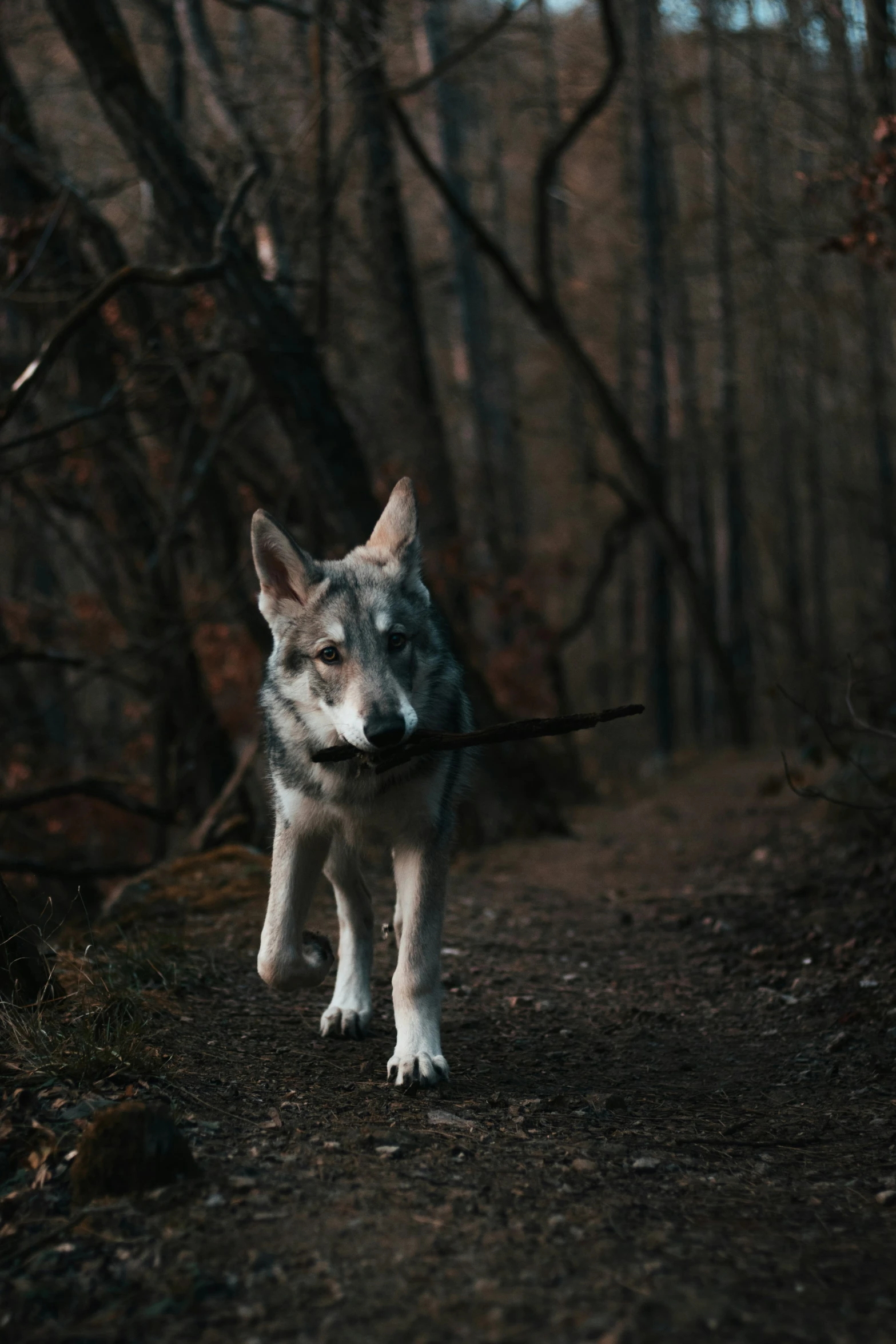 the wolf is walking in the woods with a stick